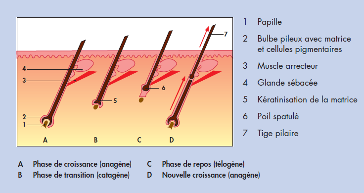 cycle de vie du cheveu